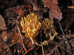 Lentaria byssiseda
