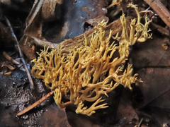 Lentaria byssiseda