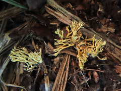Lentaria byssiseda