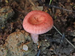 Lactarius spinosulus