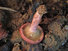 Lactarius spinosulus