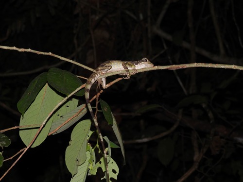 Gonocephalus grandis