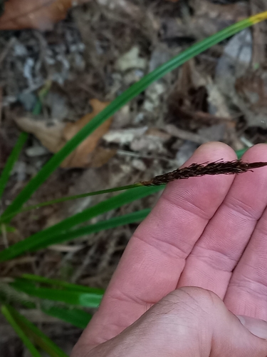 Image of Carex uncinata by (c) Dwayne, some rights reserved (CC BY)