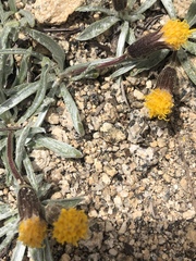 Raillardella argentea