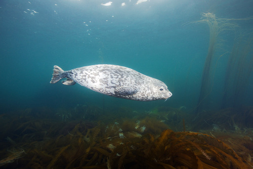 Spotted Seal
