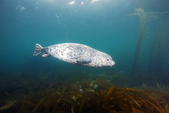 Spotted Seal photo 3