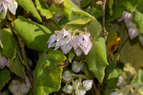 Lasiopetalum schulzenii, photograph 5