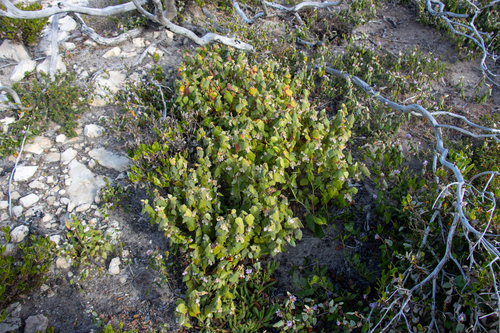 Lasiopetalum schulzenii, photograph 6