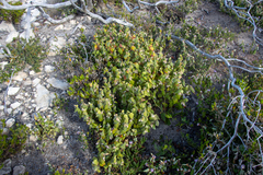 Lasiopetalum schulzenii, photograph (c) T. Hammer, some rights reserved (CC BY)