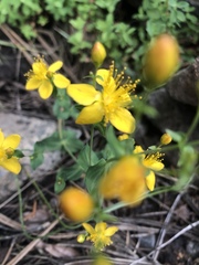 Hypericum formosum