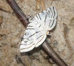 Conchylodes concinnalis