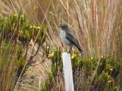 Muscisaxicola alpinus