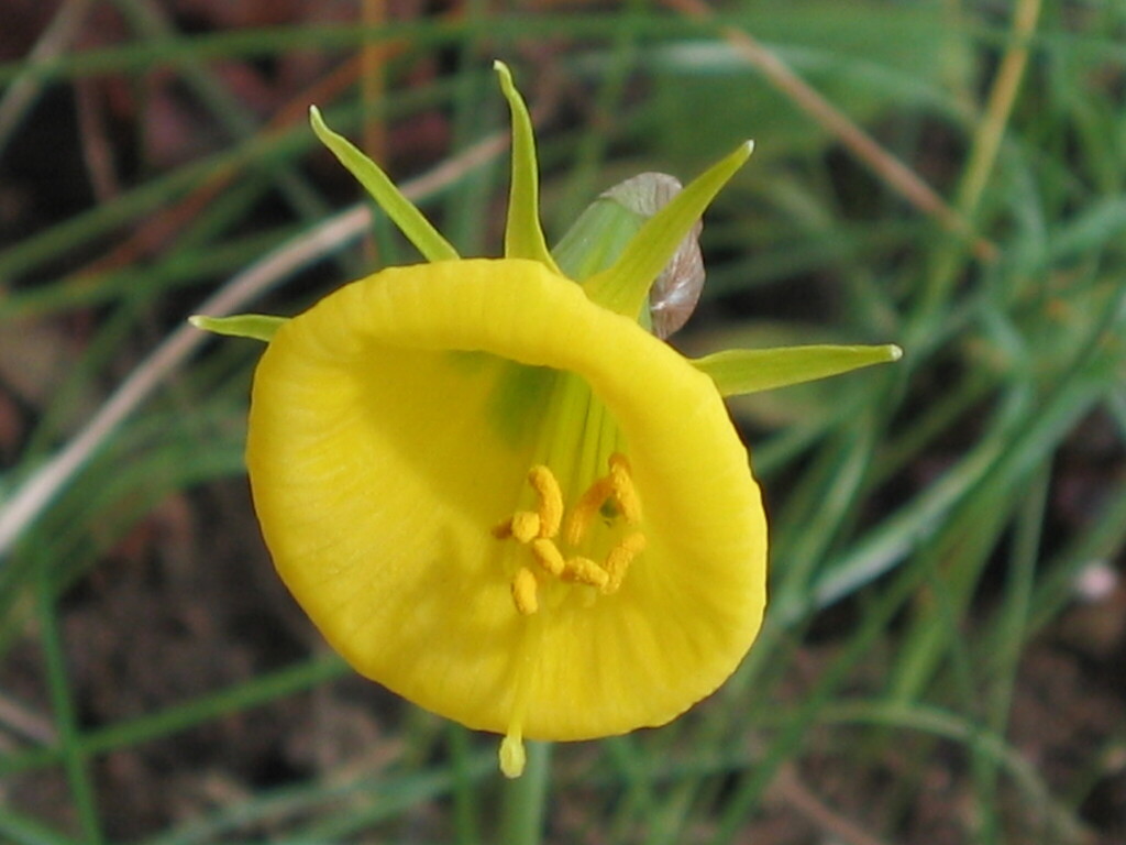 Narcissus bulbocodium, Fonte da Cheira, Coimbra, Portugal