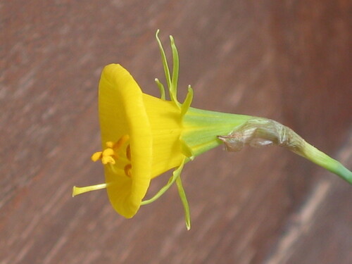 Narcissus bulbocodium
