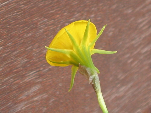 Narcissus bulbocodium