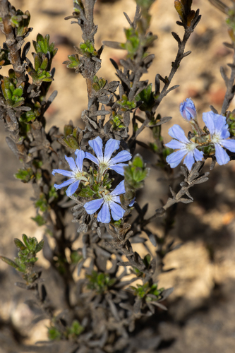 rough fan flower (Scaevola linearis)