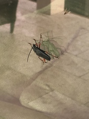 Elateropsis rugosus