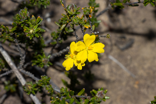Peninsula Guinea-flower (Hibbertia paeninsularis)