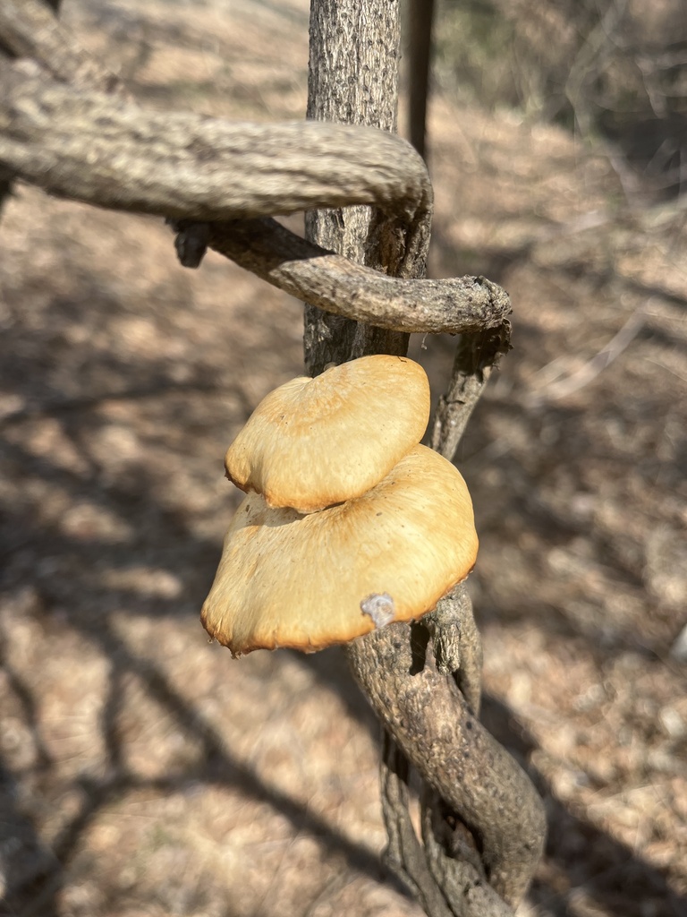 Neofavolus alveolaris · March 2025 · photo: © martin_masashi (iNaturalist, cc-by)
