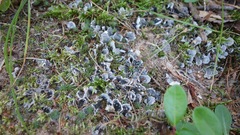 Peltigera extenuata