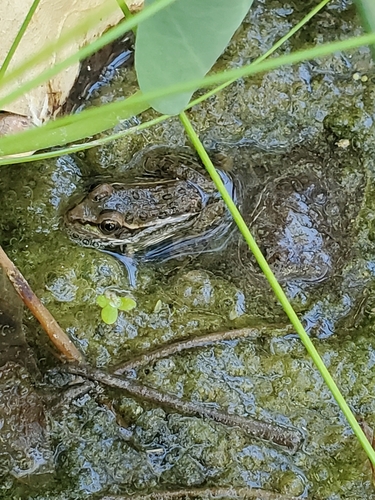 Relict Leopard Frog