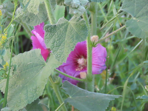 Foto de Malva-rosa