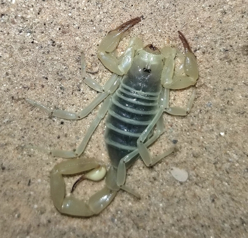 Paruroctonus hirsutipes