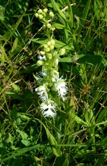 Platanthera leucophaea