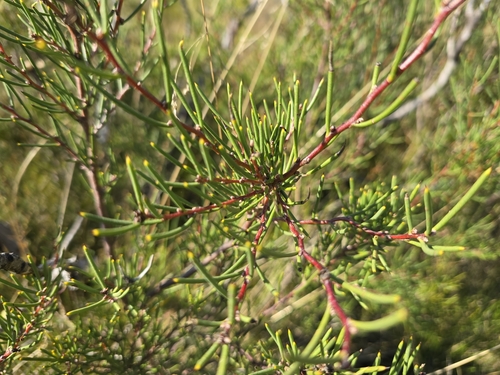 Image of Hakea microcarpa by (c) Josh, some rights reserved (CC BY)