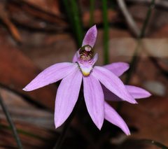 Caladenia porphyrea