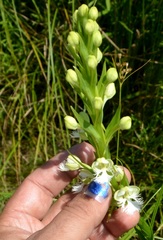 Platanthera leucophaea