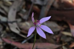 Caladenia porphyrea