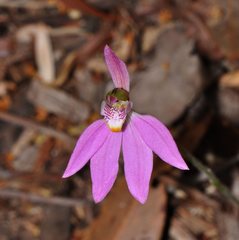 Caladenia porphyrea