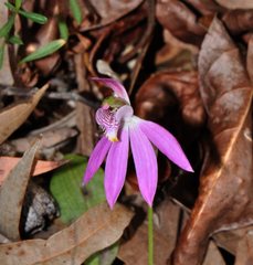 Caladenia porphyrea