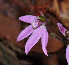 Caladenia porphyrea