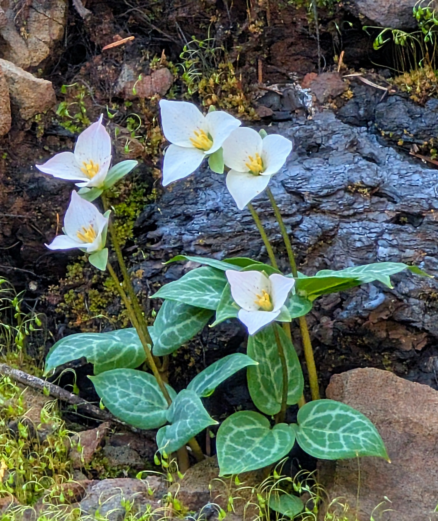 Pseudotrillium rivale