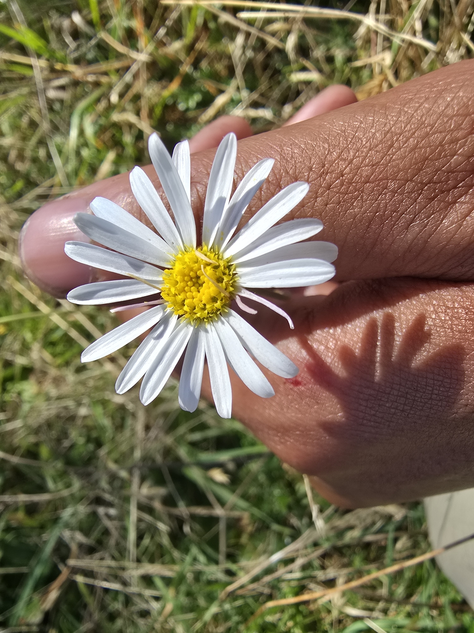 Hill Daisy (Brachyscome aculeata)