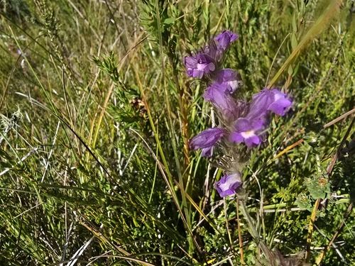 Image of Euphrasia caudata by (c) Josh, some rights reserved (CC BY)