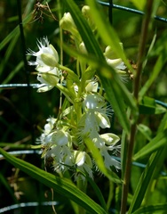 Platanthera leucophaea