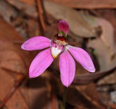 Caladenia quadrifaria