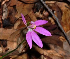 Caladenia quadrifaria