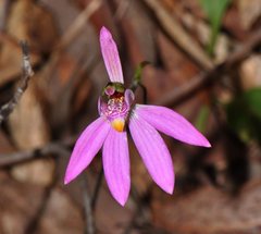 Caladenia quadrifaria