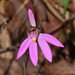 Caladenia quadrifaria - Photo (c) judy_rob_peters, algunos derechos reservados (CC BY-NC-ND), subido por judy_rob_peters