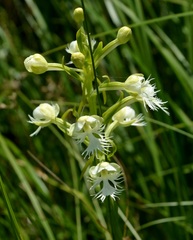 Platanthera leucophaea