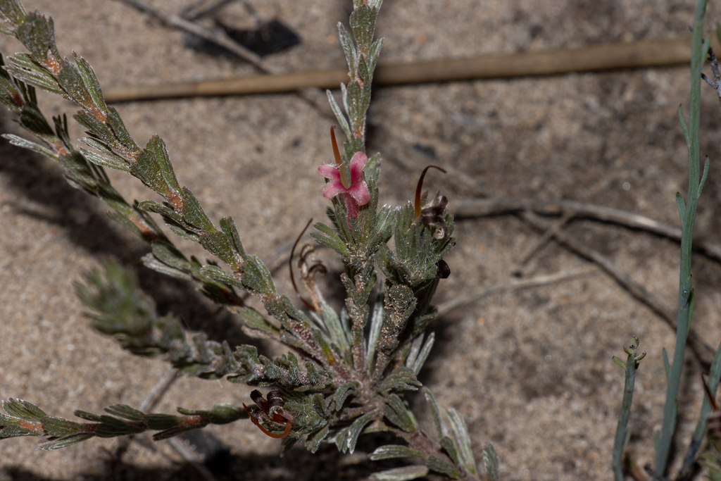 Adenanthos macropodianus (Adenanthos macropodianus)
