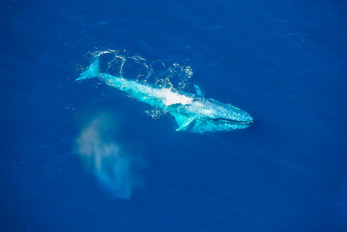 Blue Whale, Kaikoura, NZ-CA, NZ, photo 6 of 10