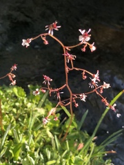 Micranthes odontoloma