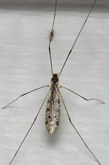 Rhipidia maculata