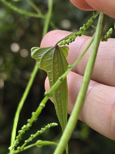 Dioscorea collettii, photograph 6