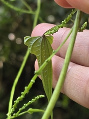 Dioscorea collettii, photograph (c) 賴碧珠, some rights reserved (CC BY)